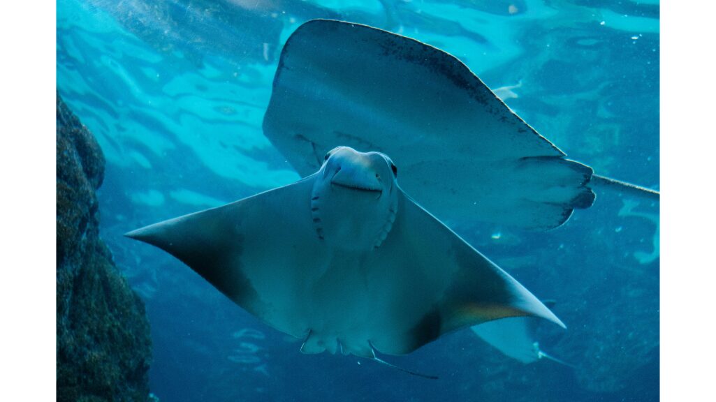 manta